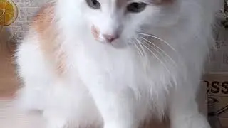 Лучик Развлекается!