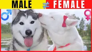 DIFFERENCES BETWEEN MALE VS FEMALE DOGS / 10 Incredible Differences That Will Surprise You