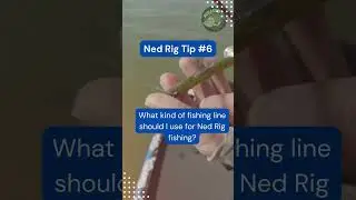 Mastering the Ned Rig: Tips from the Pros 