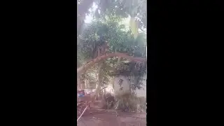 monkey Sex