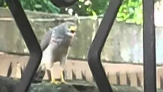 Gavião no Meu Quintal