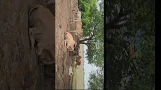 #gamdu #village #villagevlog #vlogs