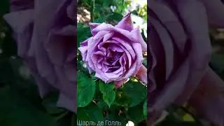 Розы моего сада.  Слайд шоу.