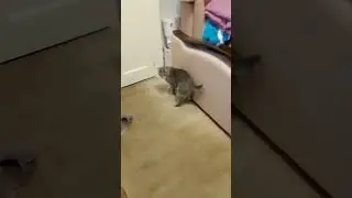 Мячик Мячик