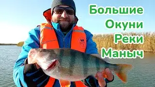 Большие окуни реки Маныч / Большая приманка-Большая рыба / Крупный Окунь на реке Маныч /НОВЫЙ РЕКОРД