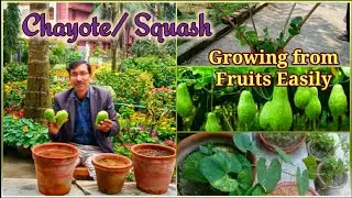 How to grow Chayote squash in Containers easily