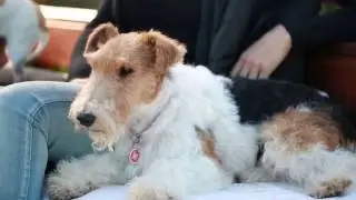 La importancia de cuidar los dientes de nuestro perro
