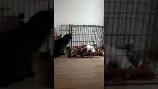 Клетка номер 3 Лео