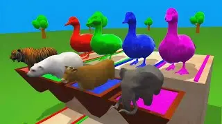 4 Giant Duck Fountain Crossing Cartoon | Duck Tiger Elephant Bear Cow Cartoon | wild animals