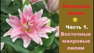 ❀ Махровые лилии. Часть 1. Восточные махровые лилии