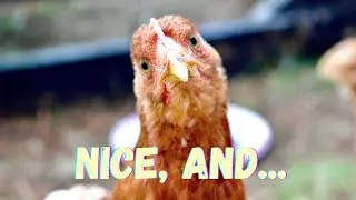 🐔 Don't be a chicken. Watch this if you hire keynote speakers or guest speakers for your company.