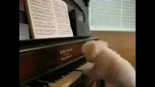 Happy Birthday, Tango Style! starring the Keyboard Dogs of Youtube