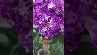 Короткий обзор фиалки: АВ-Речная Фея