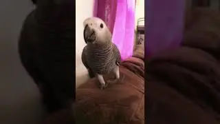 My birb