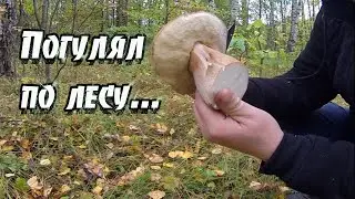 Погулял по лесу.#белые#подберезовики#2021#