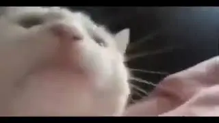ЖЕСТЬ ЧТО ТВОРИТ ЭТОТ КОТ! КРОВЬ СТЫНЕТ В ЖИЛАХ!