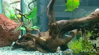 Aquarium - Biotope4