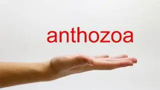 How to Pronounce anthozoa - American English