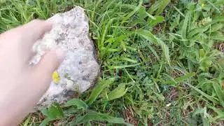What can We find under the Stone ? #shorts