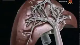 Заболевание печени