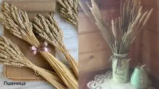 Сухоцветы, виды