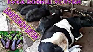 БУКА БОКИШ БАКИЛАЖОН БИЛАН КАНДАЙ БУЛАДИ МАНА КУРИНГ