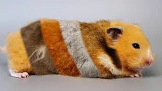Every Hamster Colour Explained