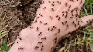 Кусает красный лесной муравей