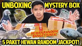 UNBOXING 5 PAKET MYSTERY BOX HEWAN PALING RANDOM! DAPET BOX BESAR BANGET ISINYA JACKPOT! BERUNTUNG!