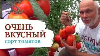 Томат «Калабрези». Непременно посадите этот томат года!