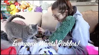 Everyone wants Pickles!