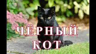 ЧЁРНЫЙ КОТ !!!  ГОВОРЯТ  НЕ ПОВЕЗЁТ!!!!  ЕСЛИ ЧЁРНЫЙ КОТ  ДОРОГУ  ПЕРЕЙДЁТ.......