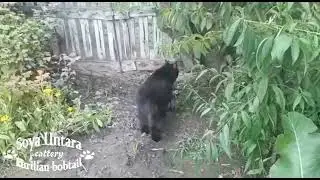 Котята курильский бобтейл