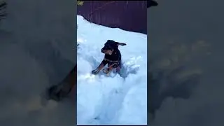 Ротвейлер на прогулке -15°