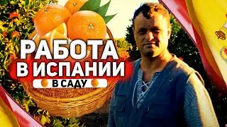 Cбор апельсин в Испании. Один день работа в Испании в саду.