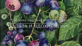 💙💜Голубика Садовая Крупноплодная . Польза И Вдохновение !