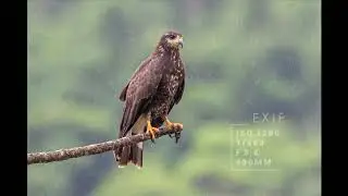 BIRDWATCHING - Araguari-MG