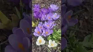 Цветы сада#цветынадаче #весна