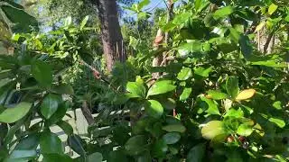Grumichama fruiting Brazilian cherry