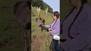feeding#deer