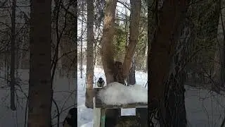 Какие же синички милые😍