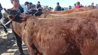 БУКАЛАРНИ УДАРЛАРИ ЧИКДИ КАРШИ КАРВОН МОЛ БОЗОРИГА