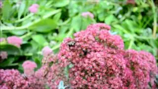 Bumblebees Getting Ready for Winter