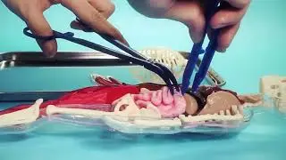 WILD! Science WS120-1 Squeezy Human Body