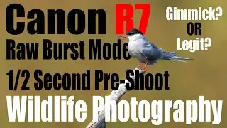 Canon R7 - RAW BURST MODE - 1/2 Second Pre-shoot for Wildlife Photography - Gimmick?? or Legit??