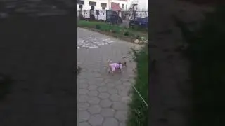 Собака которая любит гулять