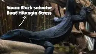 Suara Black Salvator Lampung Kualitas Super Lampung