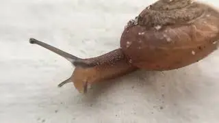 Small Snail •Macro Video