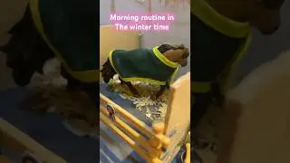 Schleich horse short video morning routine in the winter