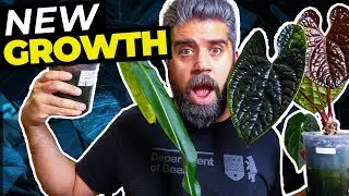 10 PLANTS With NEW GROWTH – Would I Buy Them Again?